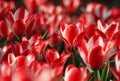Many red tulips growing under the spring sunshine Royalty Free Stock Photo