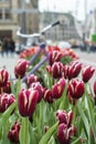 Many red tulips on the street in Amsterdam in the spring Royalty Free Stock Photo