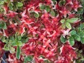 Red Tummy-wood Flowers fall on White Green Leaves