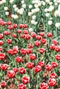 Many red and white decorative tulips Royalty Free Stock Photo