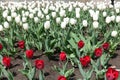 Many red and white flowers of tulips in April Royalty Free Stock Photo
