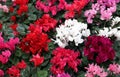 Many red white and pink cyclamen Royalty Free Stock Photo