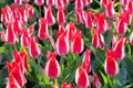 Many red-white tulips Royalty Free Stock Photo