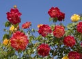 Red roses on blue sky