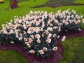 Many red, yellow, white, blue colorful flowers tulip, daffodil, hyacinth in beautiful flower bed in park Royalty Free Stock Photo