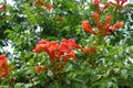 Many reddish orange flowers of Campsis radicans