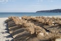 Many reed umbrellas on the pile on the beach in spring