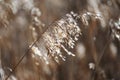 Reeds in field