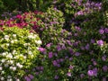 Many rhododendrons bloom in spring