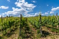 Riesling grapevines in an Alsatian vineyard under a blue sky with white clouds Royalty Free Stock Photo