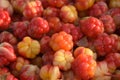 Many ripe cloudberries close photographed.