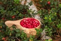 Many ripe lingonberries in wooden cup outdoors