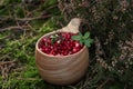 Many ripe lingonberries in wooden cup outdoors