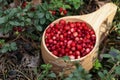 Many ripe lingonberries in wooden cup outdoors, closeup