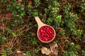 Many ripe lingonberries in wooden cup outdoors, top view