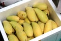 Many ripe mangoes are ready to eat. It is a fruit with a sweet taste. Beneficial for the body Royalty Free Stock Photo