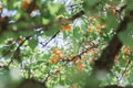 Many ripe orange apricots on tree with sunshine between branches Royalty Free Stock Photo