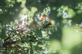 Many ripe orange apricots on tree Royalty Free Stock Photo