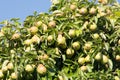 Many ripe pears at the tree Royalty Free Stock Photo