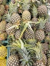 The many ripe pineapples in the plastic tray Royalty Free Stock Photo