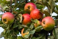 many ripe red apples on branch of apple tree in sunlight and blue sky Royalty Free Stock Photo