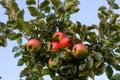 many ripe red apples on branch of apple tree in sunlight and blue sky Royalty Free Stock Photo