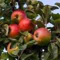 many ripe red apples on branch of apple tree in sunlight and blue sky Royalty Free Stock Photo