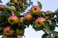 many ripe red apples on branch of apple tree in sunlight and blue sky Royalty Free Stock Photo