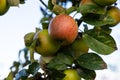 many ripe red apples on branch of apple tree in sunlight and blue sky Royalty Free Stock Photo