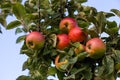 many ripe red apples on branch of apple tree in sunlight and blue sky Royalty Free Stock Photo