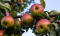 many ripe red apples on branch of apple tree in sunlight and blue sky Royalty Free Stock Photo