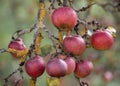 Many ripe red apples on a tree branch