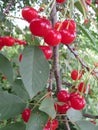 Many ripe red cherries on a big tree Royalty Free Stock Photo