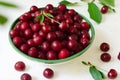 Many ripe red cherries in a white ceramic bowl with a green stripe on a light background. Harvesting concept. Royalty Free Stock Photo