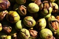 Many ripe walnuts with shells Royalty Free Stock Photo