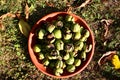 Many ripe walnuts with shells Royalty Free Stock Photo