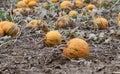 Many ripe yellow pumpkins lie side by side in a field. The leaves have withered. The earth is brown