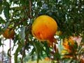 Healthy ripen pomegranates in a tree