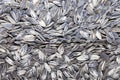 Many roasted sunflower seeds half with lots of salt and the other half with little Royalty Free Stock Photo