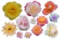 many rose colors, many rose flowers on white background, nature, fresh, love, valentine, colorful