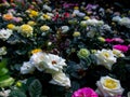 Many Rose and Others Flowers Blooming Royalty Free Stock Photo