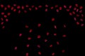 Many rose overlay rose flowers and petal valentine background with falling red rose petals is on black