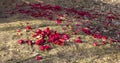 Many rose petals and roses themselves Threw out the roses