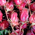 Many of Roselle fruits Hibiscus sabdariffa