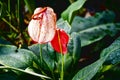 Many Roses in a greenhouse. Production and cultivation flowers