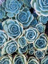 Succulents of a blue, yellow and green