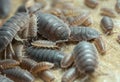 Many rough woodlouses, Porcellio scaber on wood Royalty Free Stock Photo