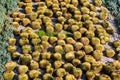 Many round cactuses. View of cactus garden