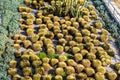 Many round cactuses. View of cactus garden