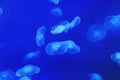 Many round white jellyfish in water on blue background Royalty Free Stock Photo